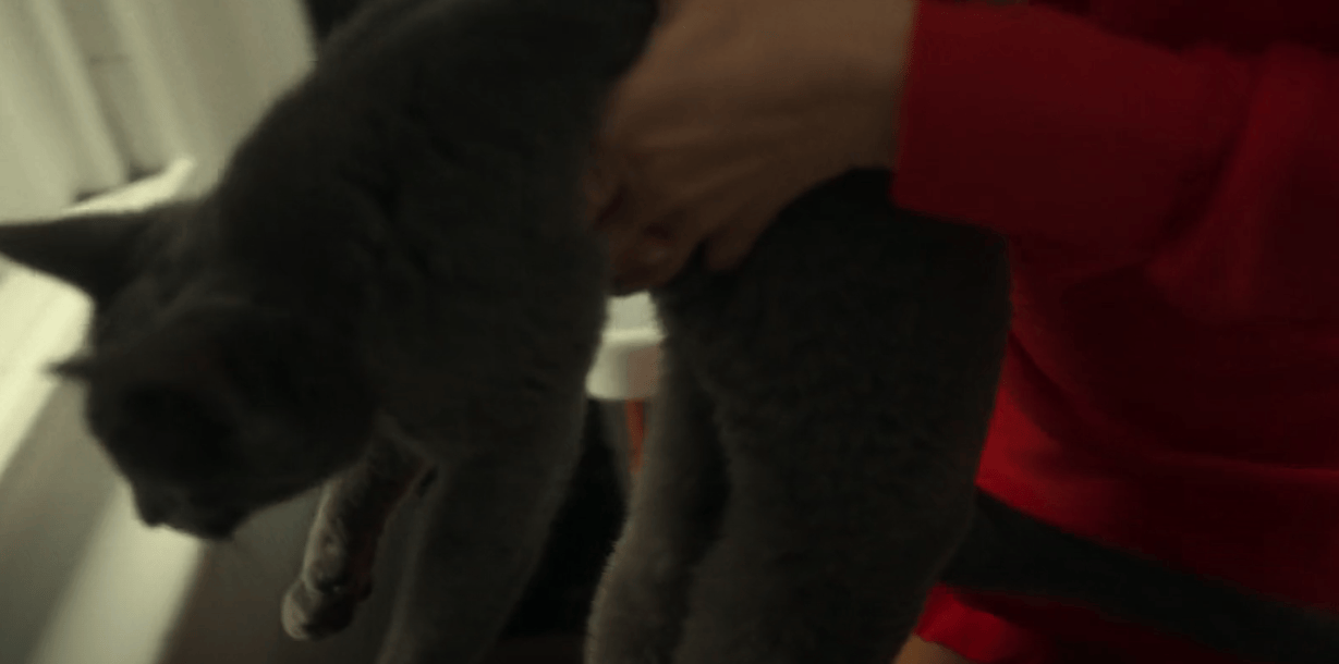 Does Moses the Cat Die in The Girlfriend?