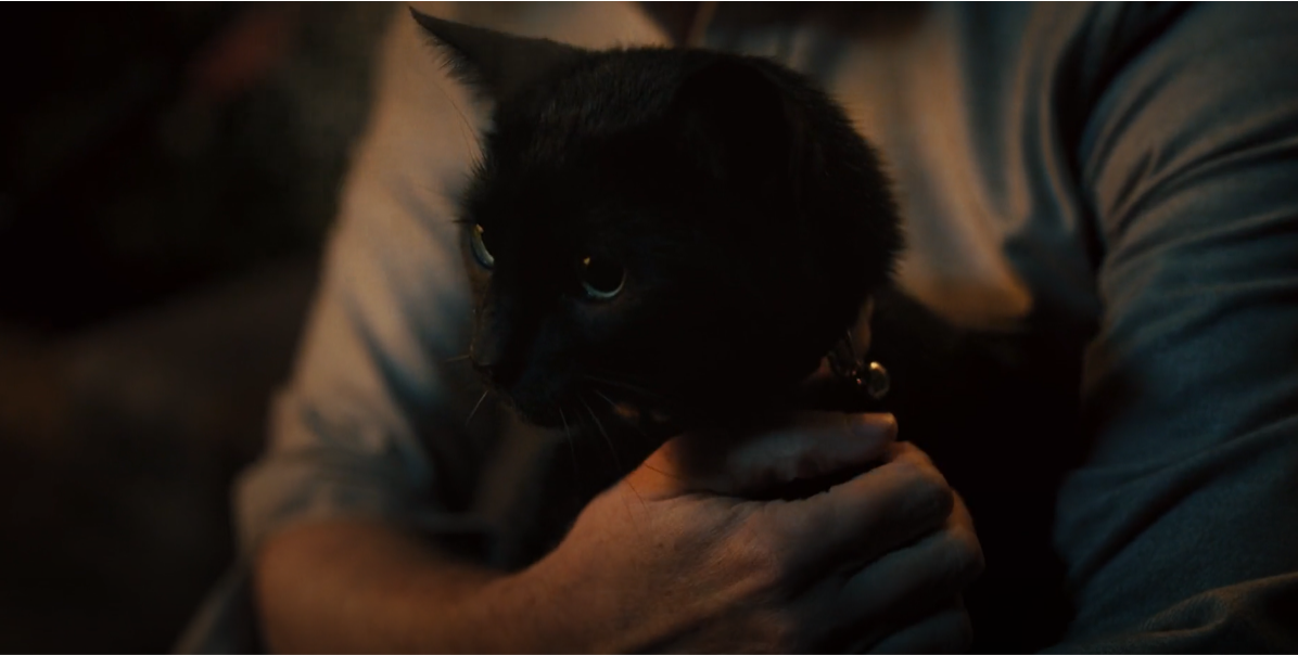 Is Harlequin the Cat Dead or Alive in Coldwater?