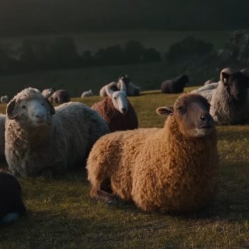 8 Movies Like The Sheep Detectives You Must See