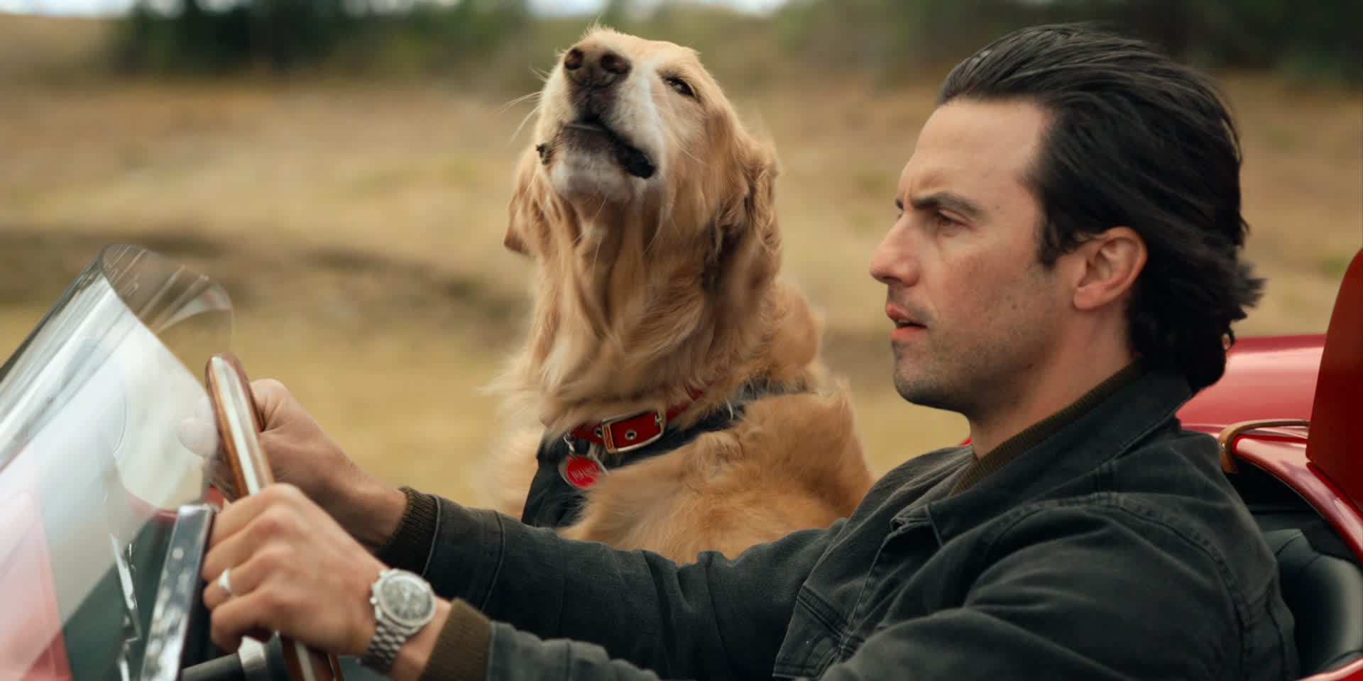 Is Enzo Inspired by a Real Dog? Is He a CGI Animal?