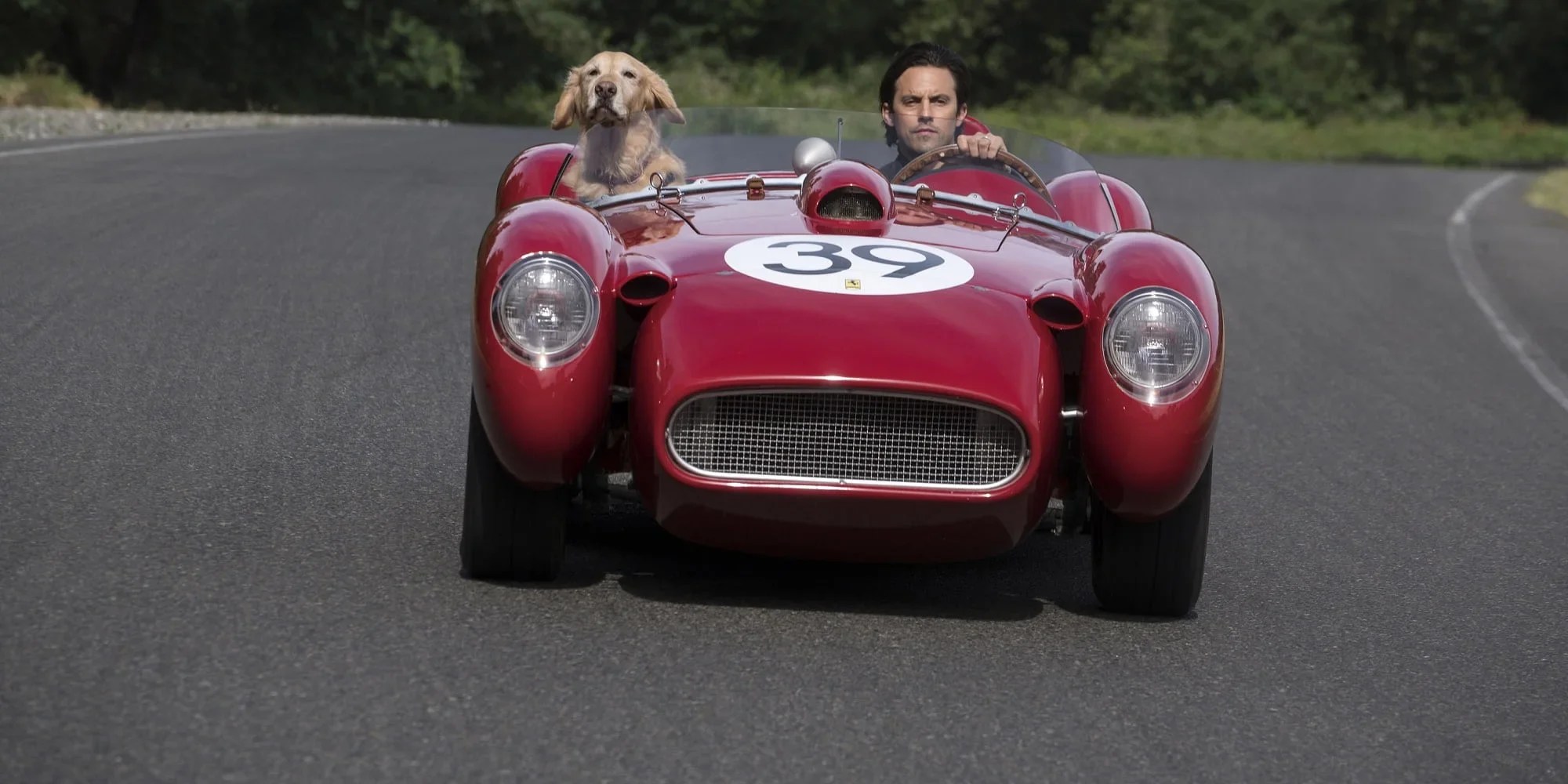 Does Enzo Die in The Art of Racing in the Rain?